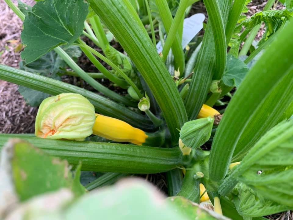 Squash Squash