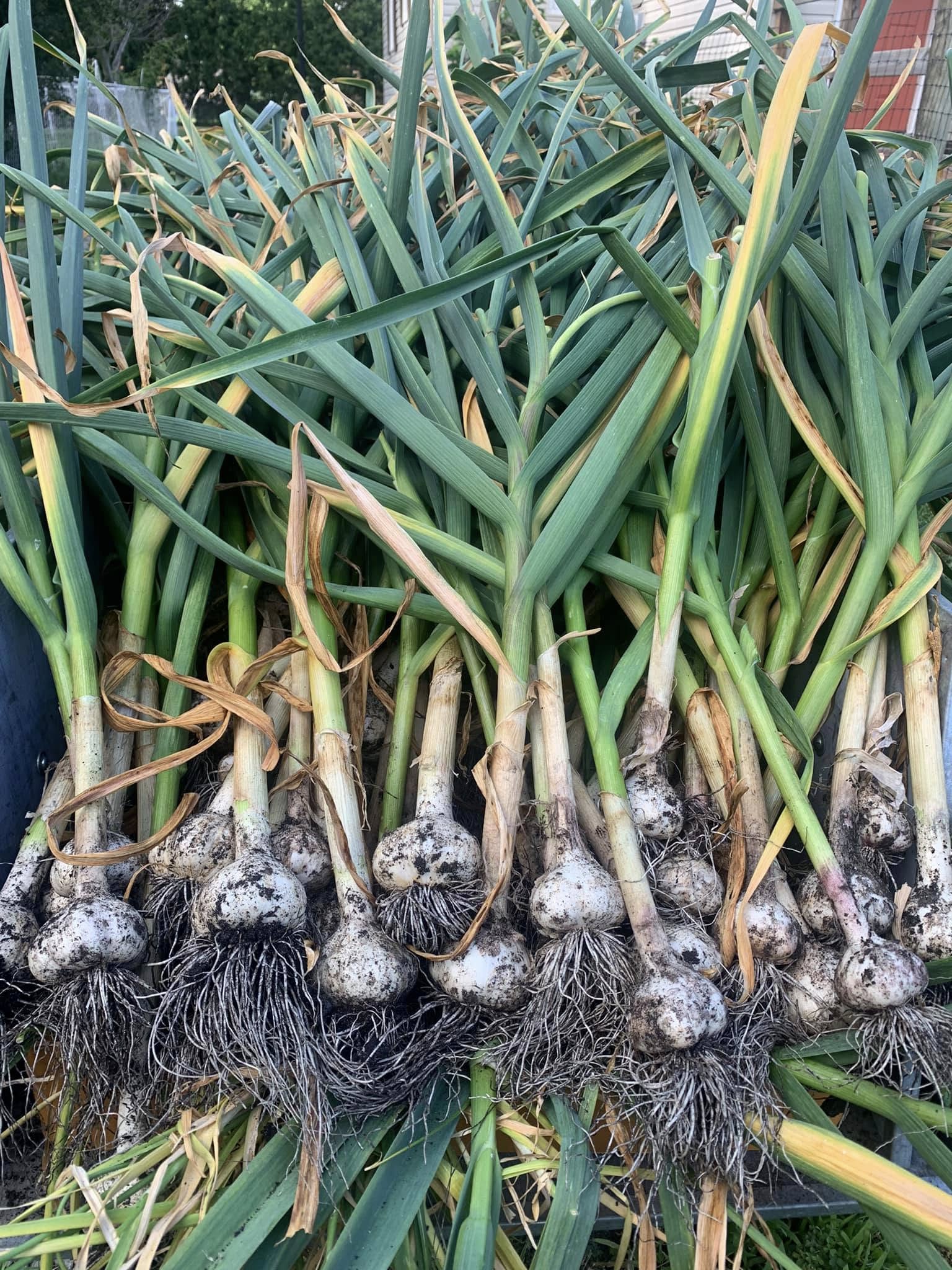 Garlic Garlic