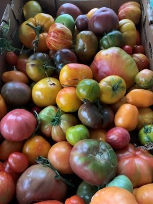 Tomatoes Tomatoes